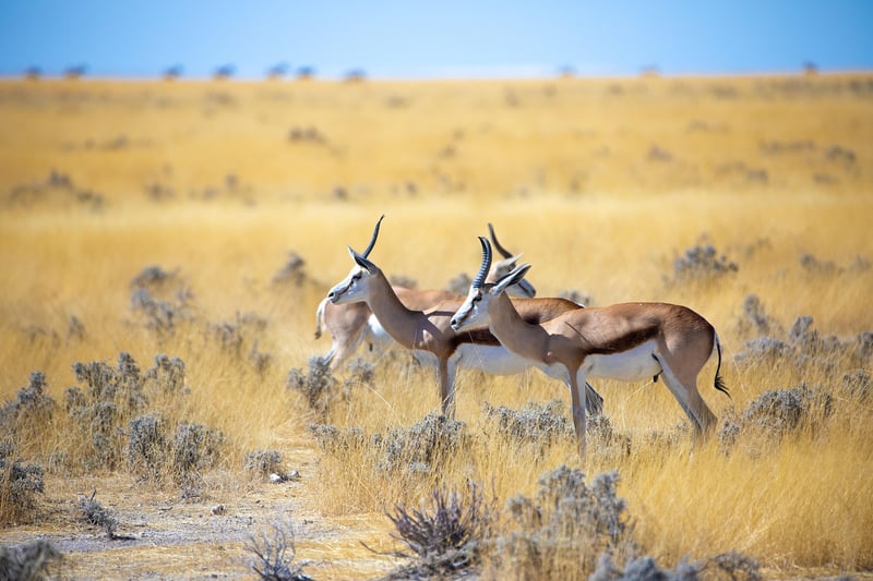 Kruger National Park, South Africa